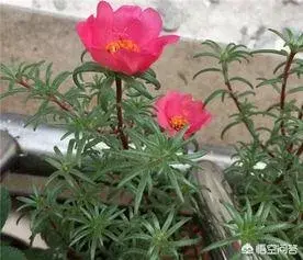 六月份适合种植哪些花？