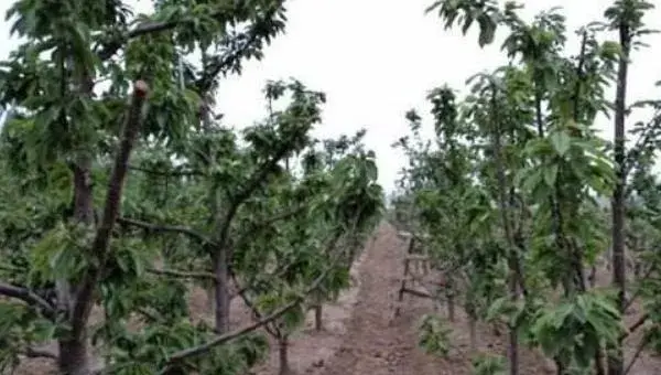 樱桃树的种植与管理技术 樱桃树的修剪方法