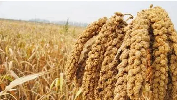 谷子种植时间，春谷4月夏谷6月