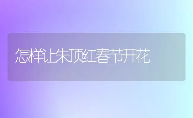 怎样让朱顶红春节开花 | 植物知识