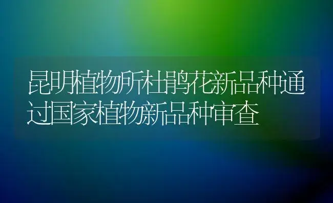 昆明植物所杜鹃花新品种通过国家植物新品种审查 | 植物知识