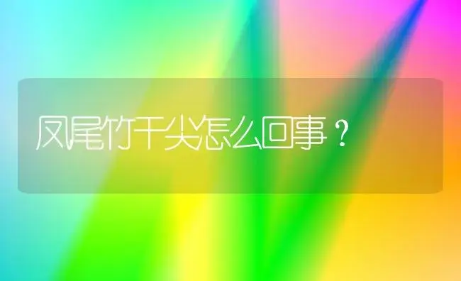 凤尾竹干尖怎么回事？ | 植物问答