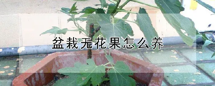 盆栽无花果怎么养