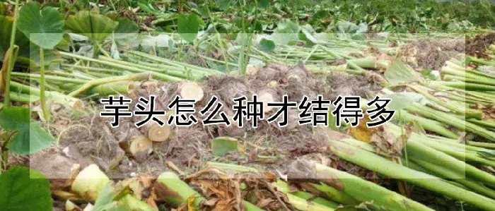 芋头怎么种才结得多
