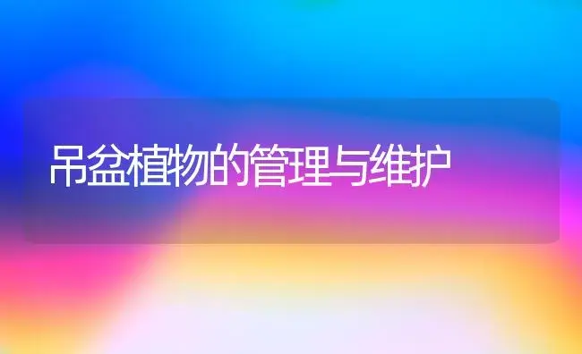吊盆植物的管理与维护 | 植物科普