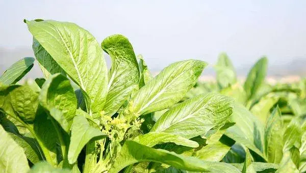 菜心怎么种（好种吗） 菜心的种植方法和时间