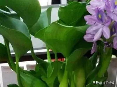 用什么水浇花，花会长的好？