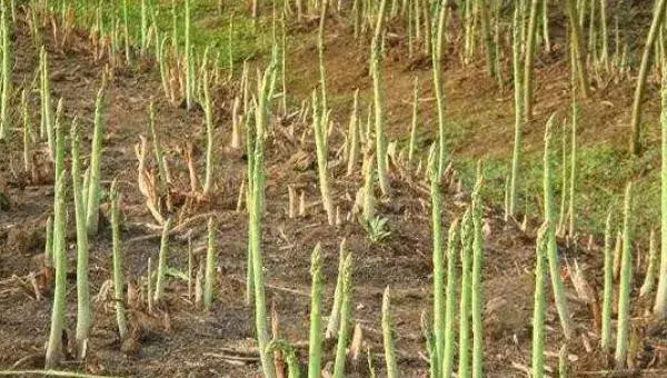 种植芦笋赚钱吗 芦笋种植前景分析