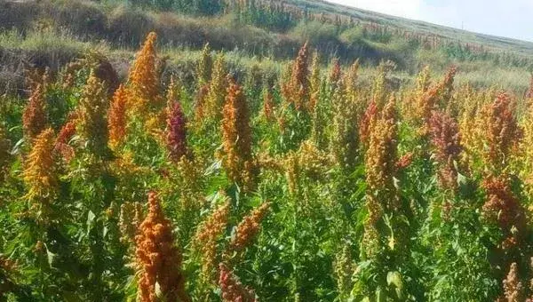 藜麦的种植与栽培技术 藜麦种植时间