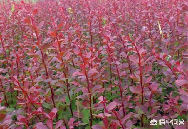 红叶小檗什么时间种植比较适合？