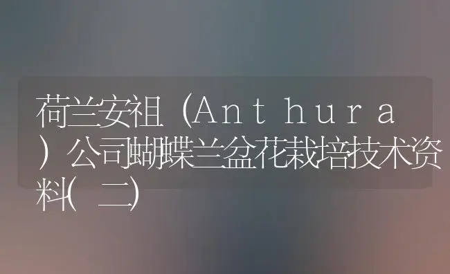 荷兰安祖（Anthura）公司蝴蝶兰盆花栽培技术资料(二) | 植物科普