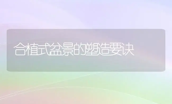 合植式盆景的塑造要诀 | 植物知识