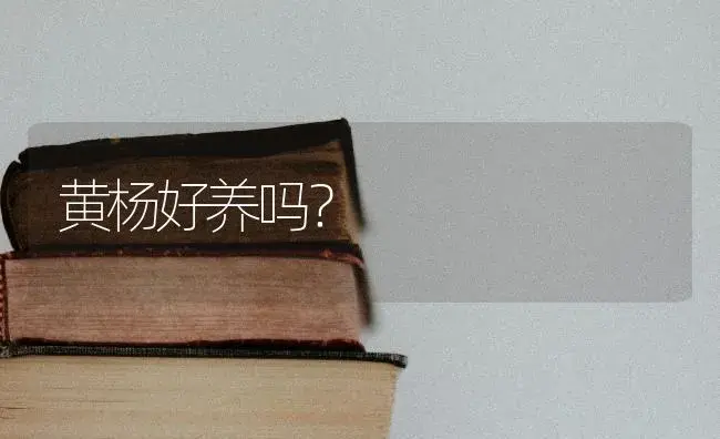黄杨好养吗？ | 植物问答