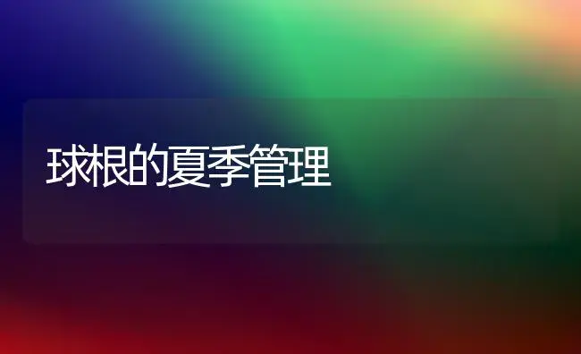 球根的夏季管理 | 植物科普