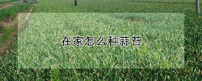 在家怎么种蒜苔