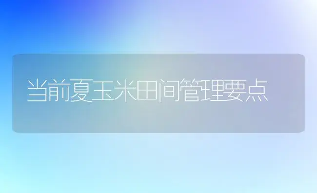 当前夏玉米田间管理要点 | 植物科普