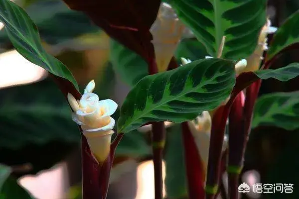 天鹅绒是什么花，植物天鹅绒得花是什么样子？