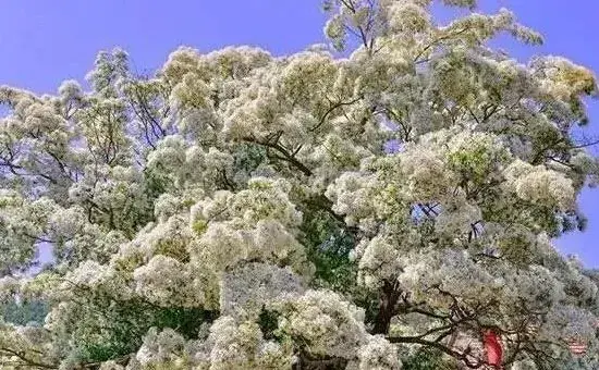 流苏树嫁接桂花方法与流程介绍