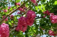 香花槐的发展前景