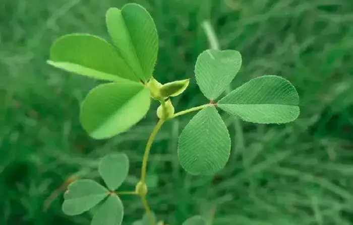 苜蓿草种植技术 苜蓿草种植方法是什么？