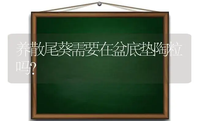 养散尾葵需要在盆底垫陶粒吗？ | 植物问答