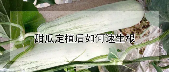 甜瓜定植后如何速生根