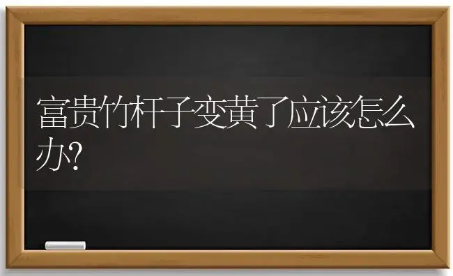 富贵竹杆子变黄了应该怎么办？ | 植物问答