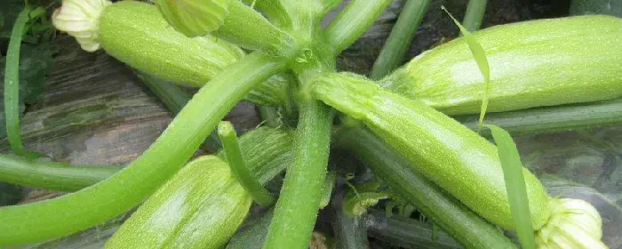 露地西葫芦种植技术