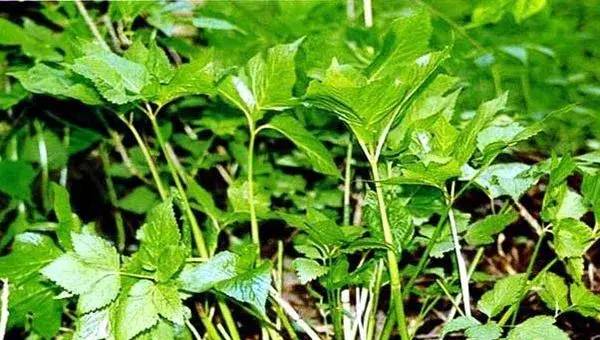 大叶芹怎么种？大叶芹的生物学特性栽培技术