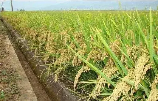 稻草还田的关键技术之五要点