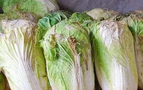 白菜根部溃烂原因及防治方法