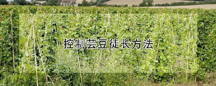 控制芸豆徒长方法