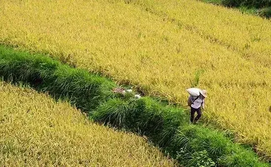 水稻早衰的症状、原因及防治措施