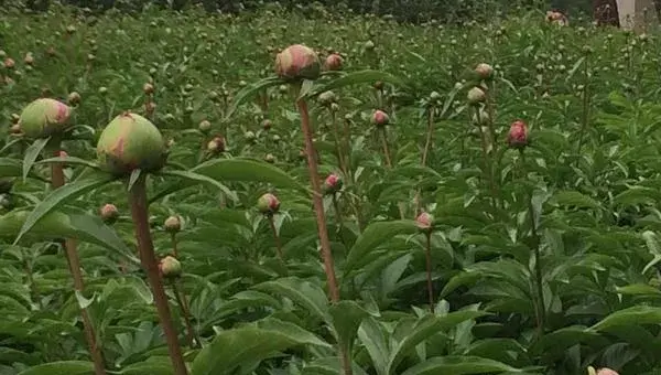 油用牡丹育苗和栽培技术，8至10月育苗播种