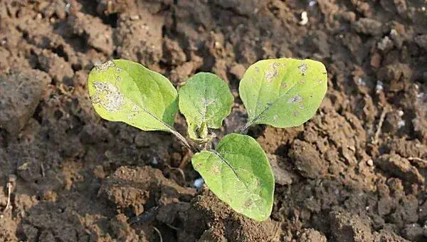 茄子种子催芽方法