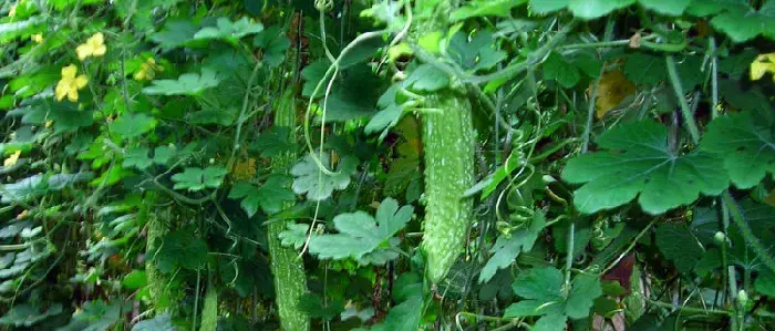 苦瓜露地种植技术，3月底播种，后期绑蔓上架