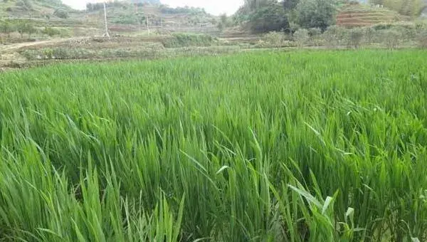 2018种茭白赚钱吗？茭白种植的利润与投资成本及前景预测