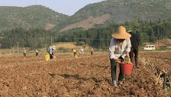 姜的种植方法和时间