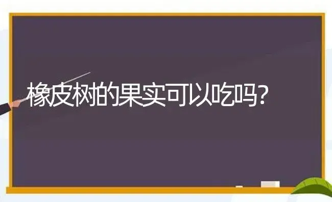 橡皮树的果实可以吃吗？ | 植物问答