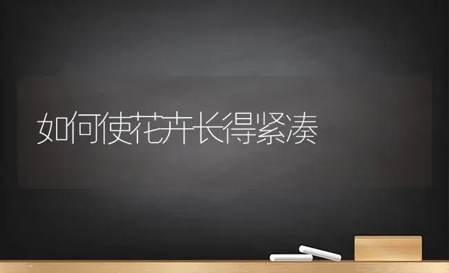 如何使花卉长得紧凑 | 植物科普