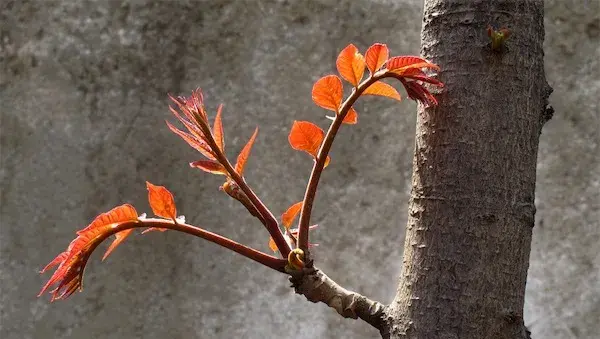 香椿苗种植方法