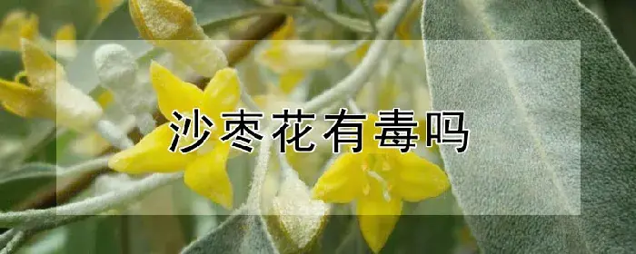 沙枣花有毒吗