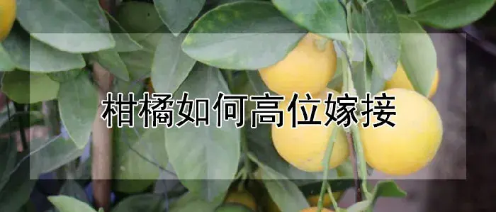 柑橘如何高位嫁接