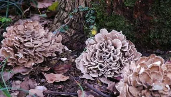 灰树花什么时候种 杨树能种灰树花吗