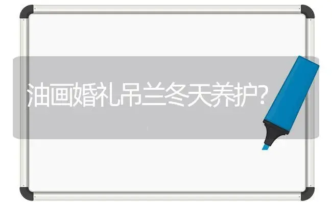 油画婚礼吊兰冬天养护？ | 植物问答