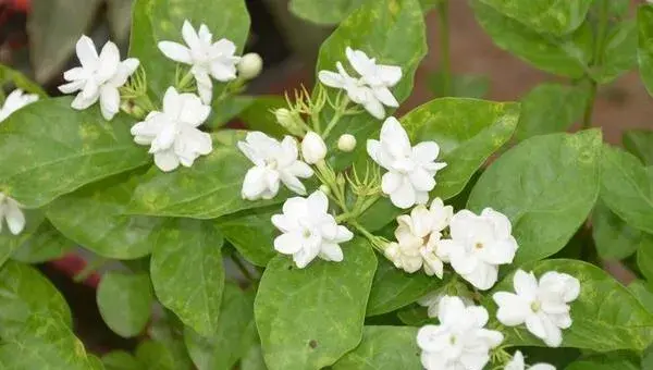 茉莉花叶子发黄怎么办 茉莉花掉叶子的原因及解决方法