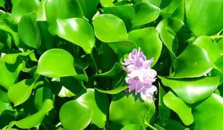 水葫芦如何放养管理
