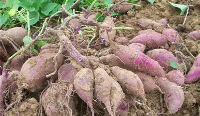 紫薯种植时间、品种及技巧方法