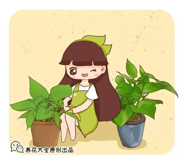 绿萝花怎么清洗？