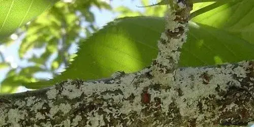 桑百介壳虫为害特点及防治措施